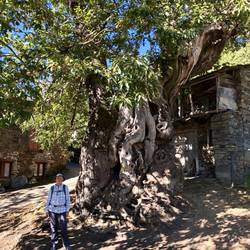 The OLD chestnut tree
