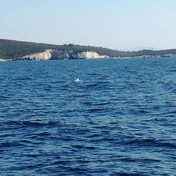 Möwe mit eigenem Boot (genau hinschauen!)