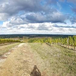 Durch die Weinberge - ein Schattenselfie