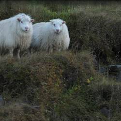 The sheep in Iceland have very long and full coats, but really tiny legs.