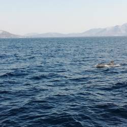 Auch später nochmal Delfine