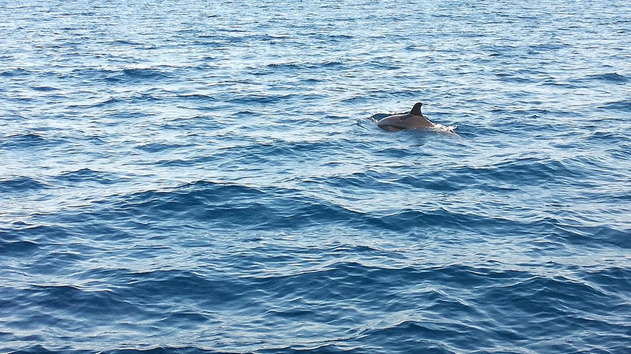 Zwei Delfine verfolgen uns