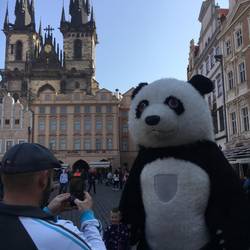 Panda vor der Teynkirche