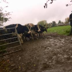 Cows waitimg to cross the road