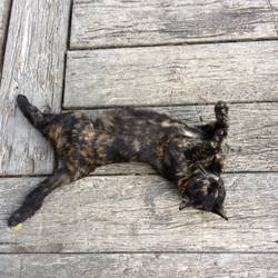 A Chiang Mai cat--so comfy in the heat and humidity!