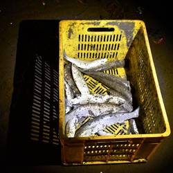 Störe mit leckerem Kaviar im Bauch