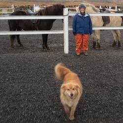 Jill is 5' 6" (w/ hat) so you can tell these are really small horses.