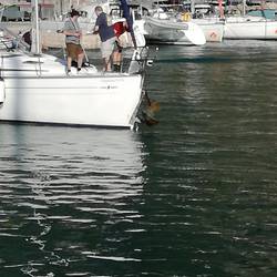 Gleich zwei Anker gefangen