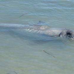 Dolfijn @ Monkey Mia