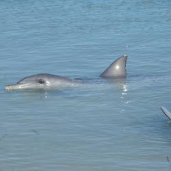 Dolfijn @ Monkey Mia