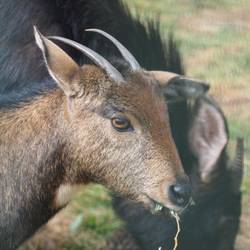 Himalayan Goat
