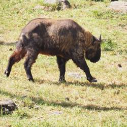 Takin - Nationaltier Bhutans