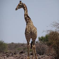 🦒