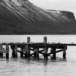 The remainder of the factory's warf is a perch for the gulls.