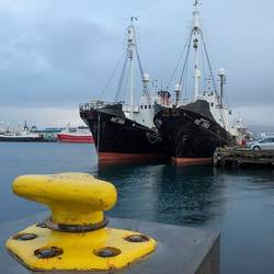 Tethered Twins, Reykjavik.