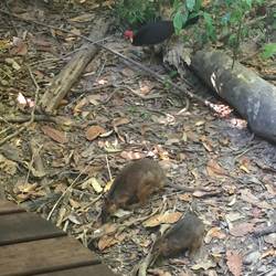 Pademelons und Brush Turkey