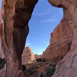 Pine Tree Arch