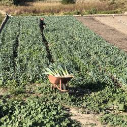 Picking leeks