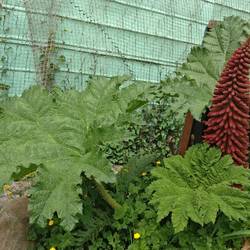 Rhabarber-ähnliche Pflanze mit riesen Blättern