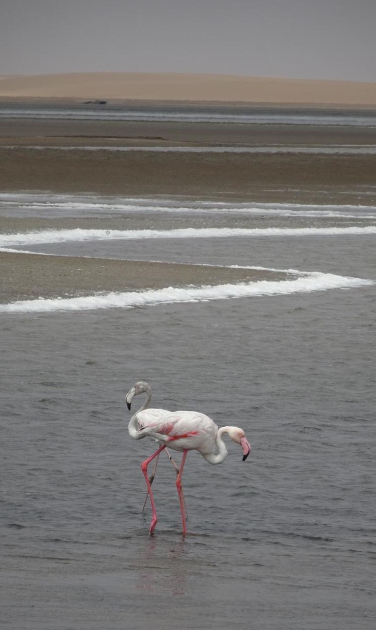 Flamingos