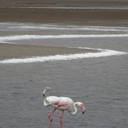 Flamingos