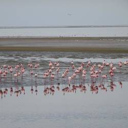 Schwarm Flamingos
