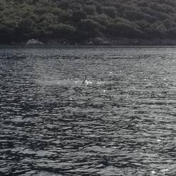 Erst ein Delfin gesichtet