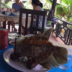 Elephant ear fish