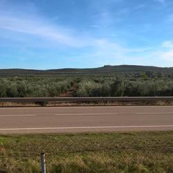 Olive trees as far as the eye could see