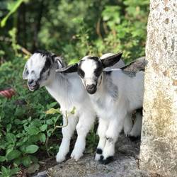 Babyziegen überall 😍