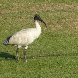 Ibis in Hyde park @ Sydney