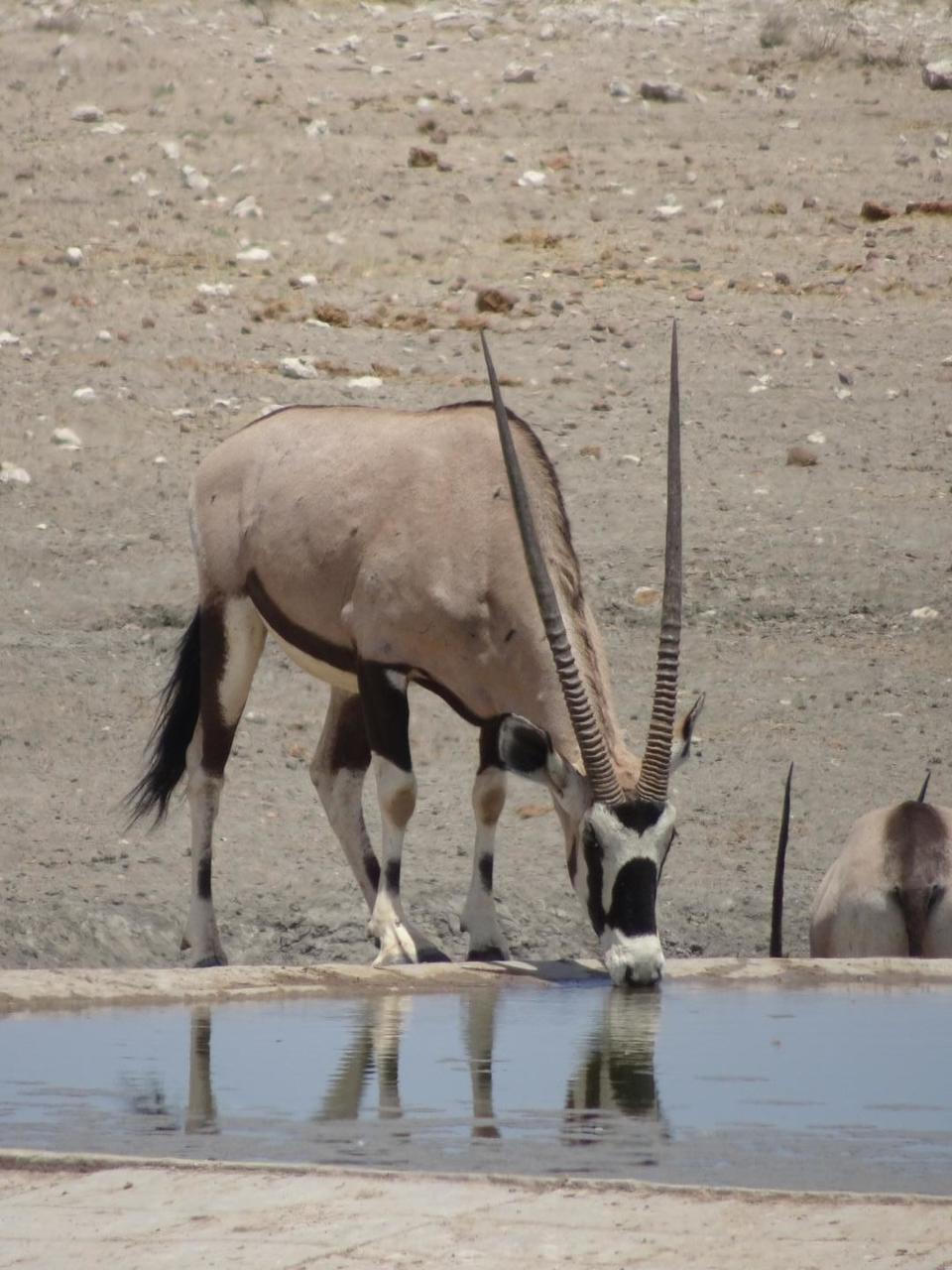 Oryx