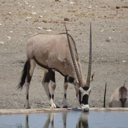 Oryx