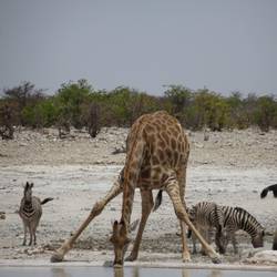 Giraffe