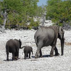 Elefantenbabys