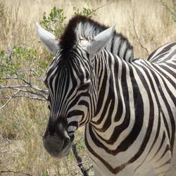 Zebra