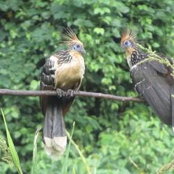 Stinkey Birds beim Smalltalk