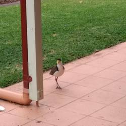 Plover (Masked Lapwing)
