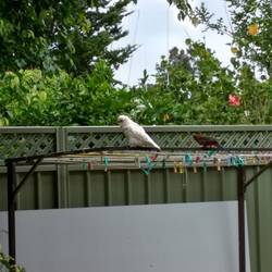Little Corella Cockatoo