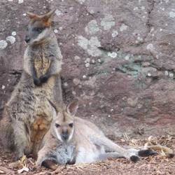 swamp Wallaby und red necked Wallaby
