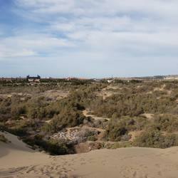 Robotnicy sprzątają kaktusy