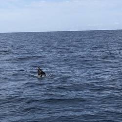 Seal