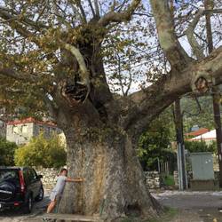 Me tree hugging in Nafpaktos