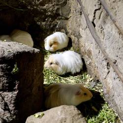 Cui cui cui- mmmhhjamjam. Meerschweinchen gelten hier als Delikatesse