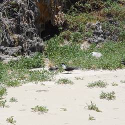 Tern rookery