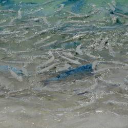 Fish feeding Neds beach