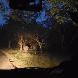 We found elephants!