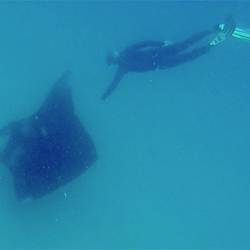 Manta beim Schnorcheln