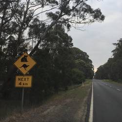 Kängurus und Koalas in Sicht?