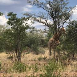 Kaum im Camp, guckt schon eine Giraffe um's Eck😉